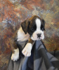 Stella x Recon Puppy